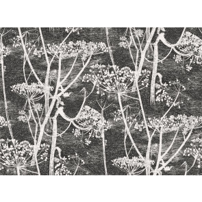 Cole & Son - New Contemporary I - Cow Parsley 66/7046