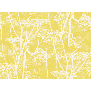Cole & Son - New Contemporary I - Cow Parsley 66/7051