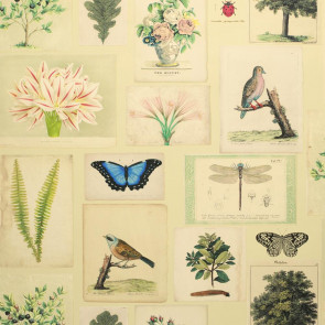 John Derian - Flora and Fauna - FJD6007/01 Parchment