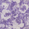 Designers Guild - Palasini - Wide - PDG647/09 Plum