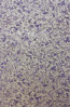 Osborne & Little - Pasha - Ebru W6751-06